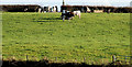 Cattle near Bangor