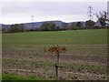 Field at Old Ditcham