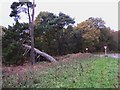 Another view of the half fallen tree near Sheet