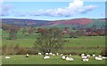 SE0653 : Sheep pasture near Bolton Bridge by Gordon Hatton