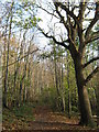 Woodland Track in Paraker Wood