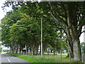 Beeches near Biddlestone