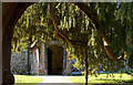 A yew tree tunnel St Nicholas