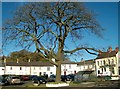 Elegant tree in the Lower Square