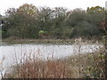 Ducks on pond at Moieties Farm