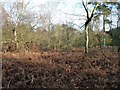 Dead bracken, Headley Heath