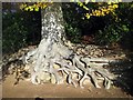 Newmillerdam Country Park - Gnarled roots