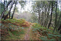 TQ5733 : Sussex Border Path in Rocks Wood by N Chadwick