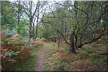 TQ5733 : Sussex Border Path, Rocks Wood by N Chadwick