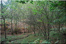 TQ5733 : Woodland stream, Rocks Wood by N Chadwick