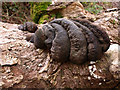 Fungus on Dead Tree