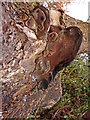 Fungus on Dead Tree