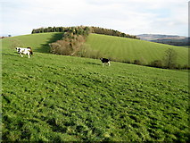SD9255 : Butter Haw Hill by Chris Heaton