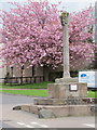 Cherry blossom by the market cross in Cockburnspath