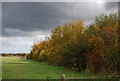 Autumnal hedge off Stickfast Lane