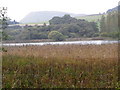 Reeds by the Round Loch