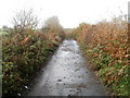 Lane north of Wenvoe Quarry 