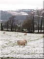 Sheep near Govilon