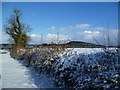 Snowy Hedgerow