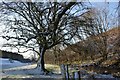 Snowy riverbank