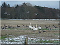 Whooper Swan family and Greylag Geese