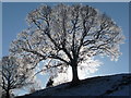 Tree in winter