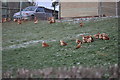 East Devon : Free Range Chickens