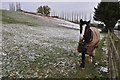 East Devon : Friendly Horse & Snowy Hillside