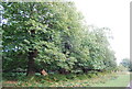 Chestnut trees, Chestnut Walk, Knole Park