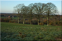 SO7273 : Trees near Gybhouse Farm by Philip Halling