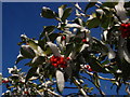 Winter Holly