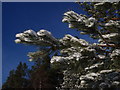 Snowy fir tree