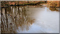 J4774 : Frozen duck ponds, Newtownards (3) by Albert Bridge