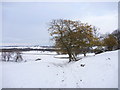 Oak tree by Jagger Lane