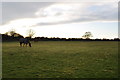 SY1098 : East Devon : Horse Field by Lewis Clarke