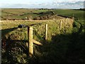 Field boundary, Furzedown Farm