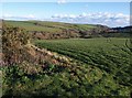 Field near Portlemore Barton