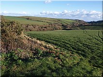 SX7138 : Field near Portlemore Barton by Derek Harper