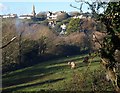 Alpacas, Malborough