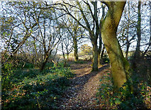 SO9095 : Park Coppice on Colton Hills, Wolverhampton by Roger  Kidd