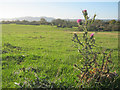 Late thistle on Kempsey Common