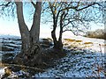 Wintry at Aghagallon