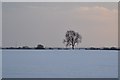 Snowy Tree