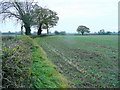 Arable field edge