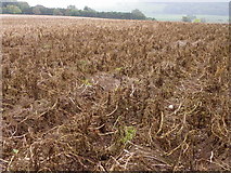 NO4016 : Potato field, Dairsie Mains by Maigheach-gheal