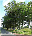 Trees near Cartington