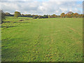 Grassland at the upper Sence valley