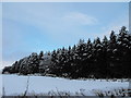 Plantation planting, Aberbothrie