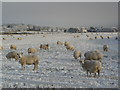 Sheep in the snow, Cadboll