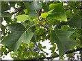 Broneirion - tulip tree by the driveway